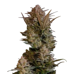 Afghan Kush Auto