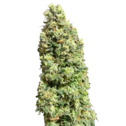 Northern Lights Auto