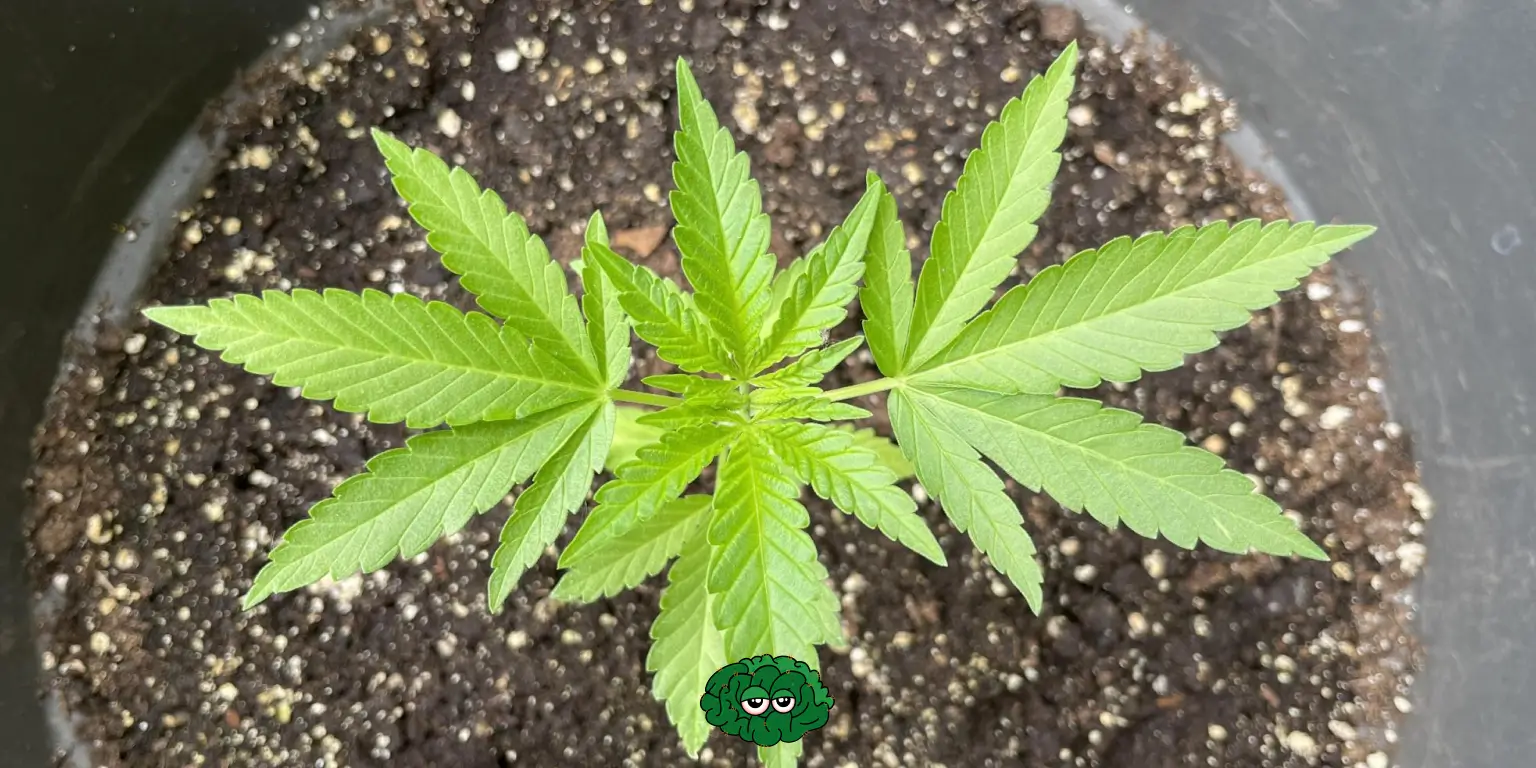 Перелив або недолив коноплі