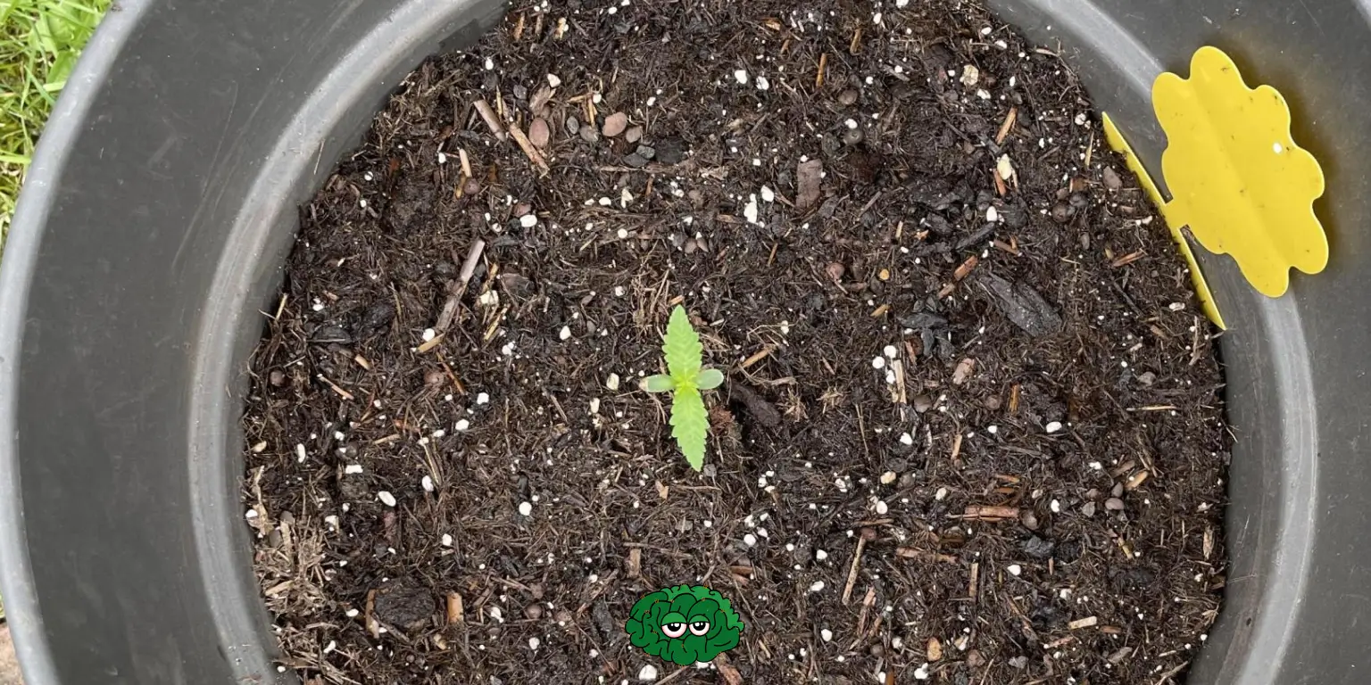 Місце для вирощування канабісу на вулиці