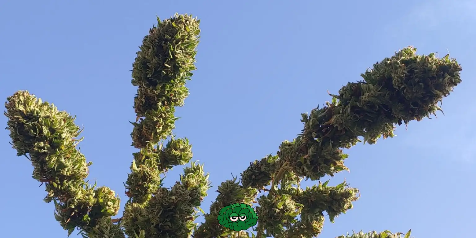 Вирощування канабісу на вулиці - Аутдор