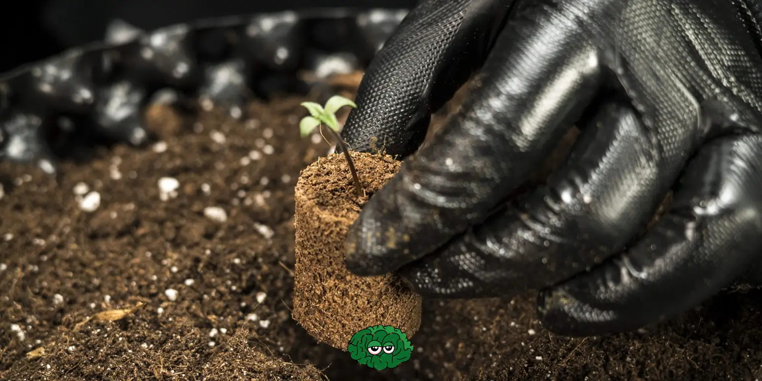 Лунка для коноплі земля для канабісу