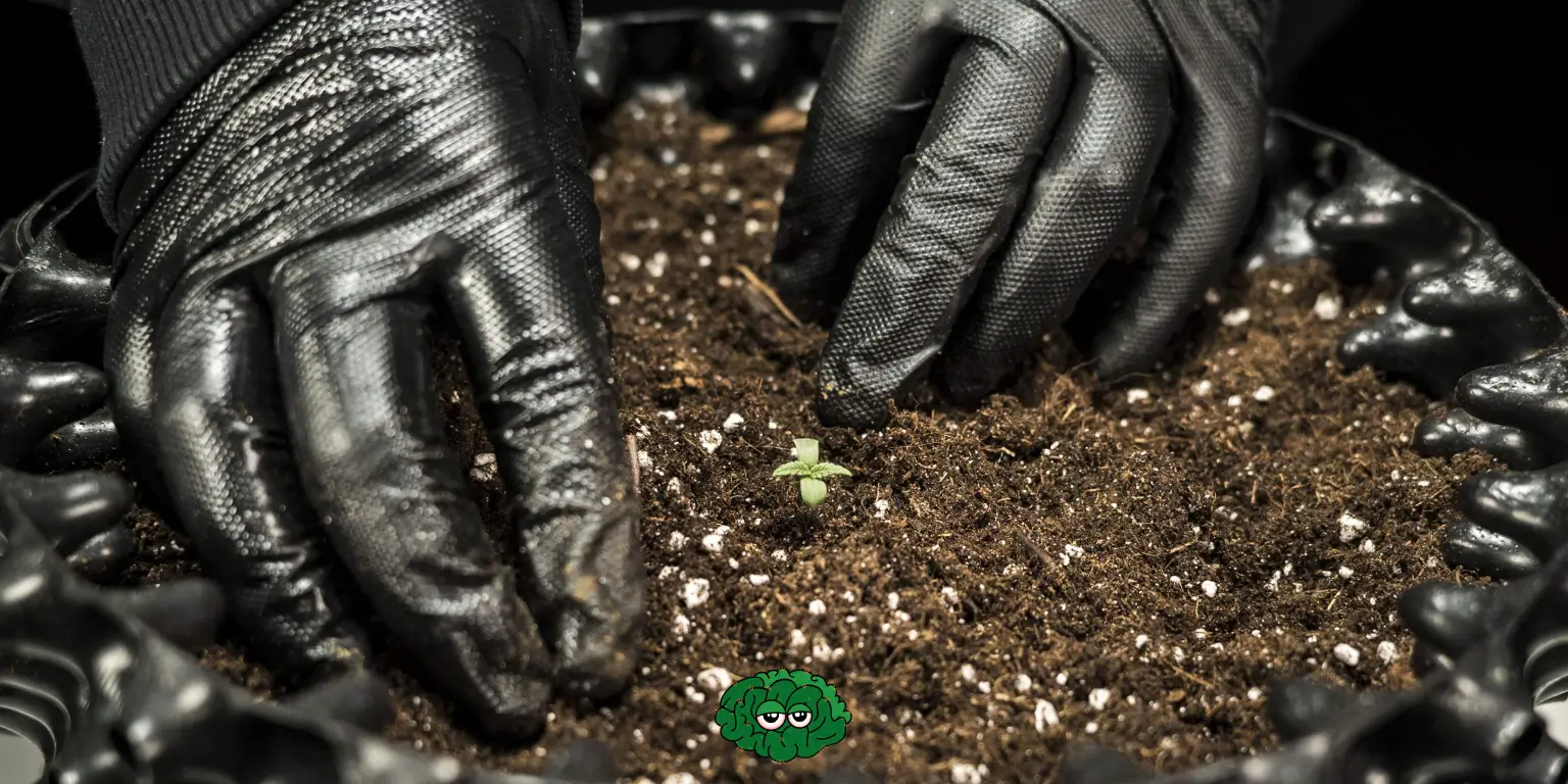 Догляд за коноплею, каннабіс та ґрунт