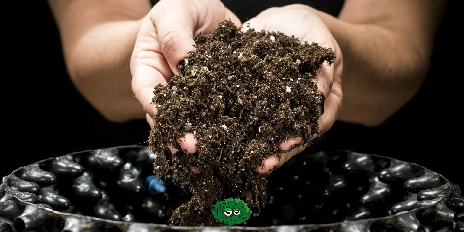 ідеальний ґрунт для коноплі