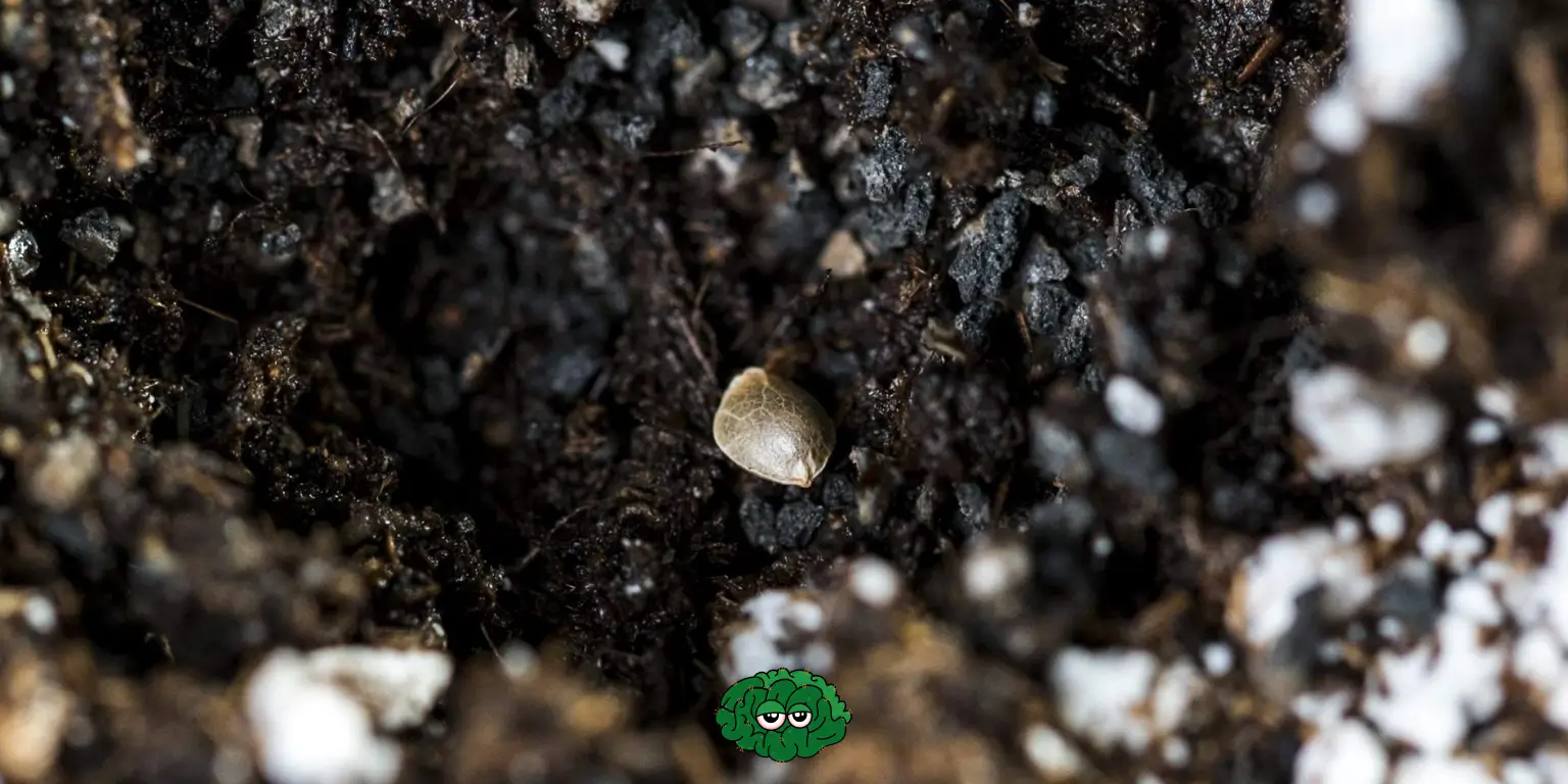 Насіння канабісу та ґрунт