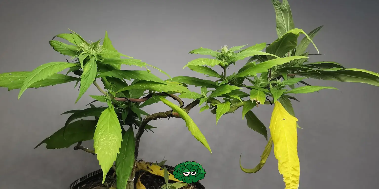 Вирощування канабісу на вулиці – ТОП 10 поширених помилок в аутдорі