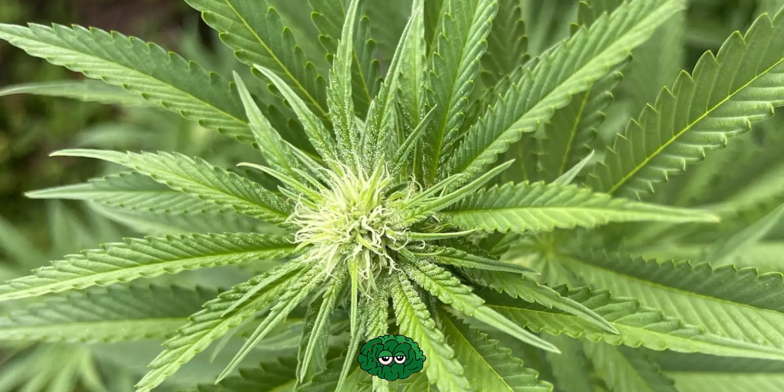 Фаза росту коноплі цвітіння