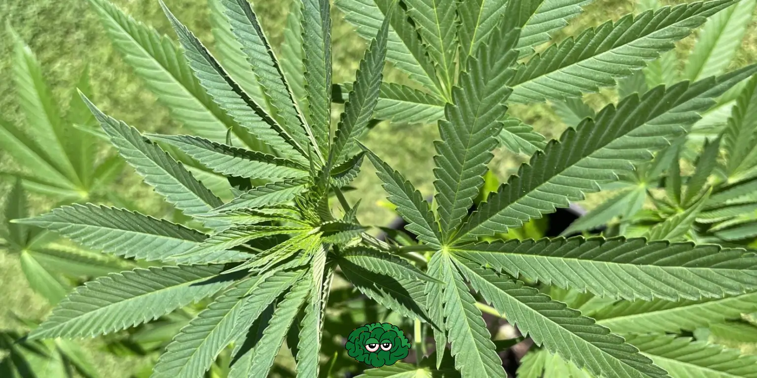 Конопля на вулиці фото