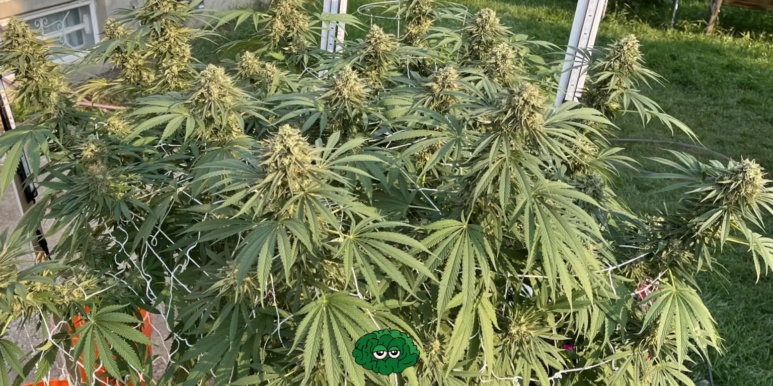 Погода для коноплі яка потрібна