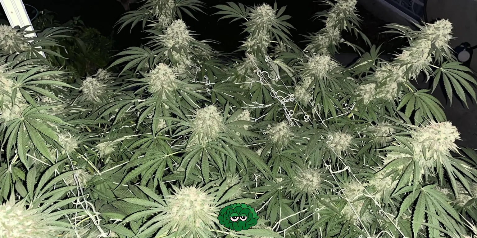 Стрес для рослин коноплі