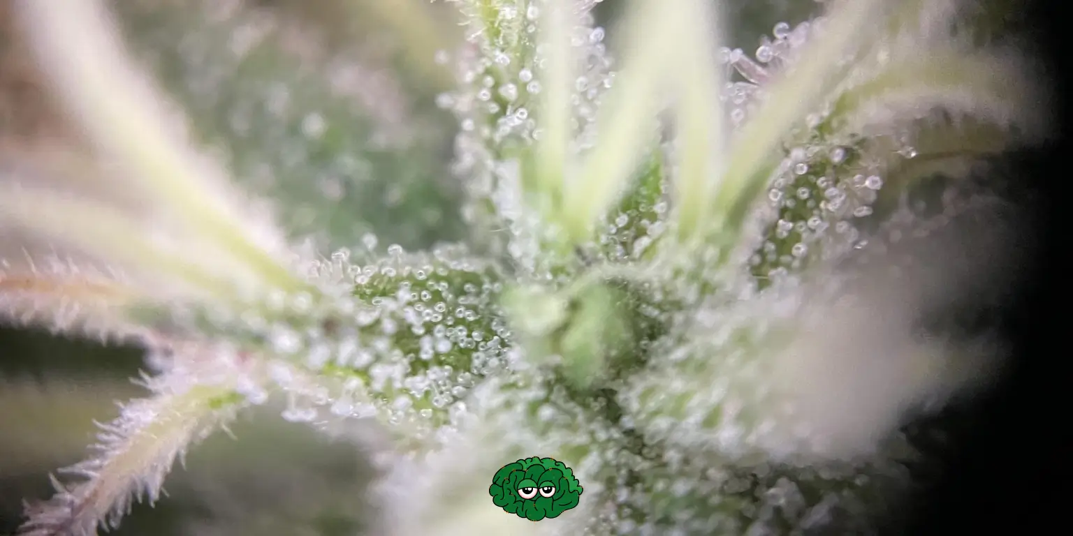 Коли збирати коноплю