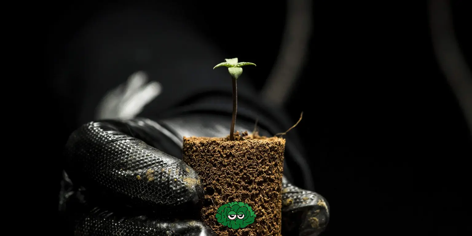 Ґрунт для коноплі - земля для канабісу