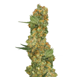 Delicious Candy Auto