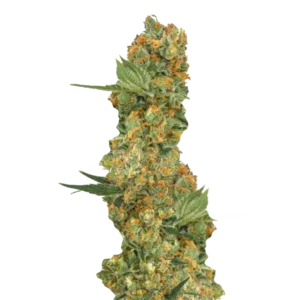 Delicious Candy Auto насіння канабісу