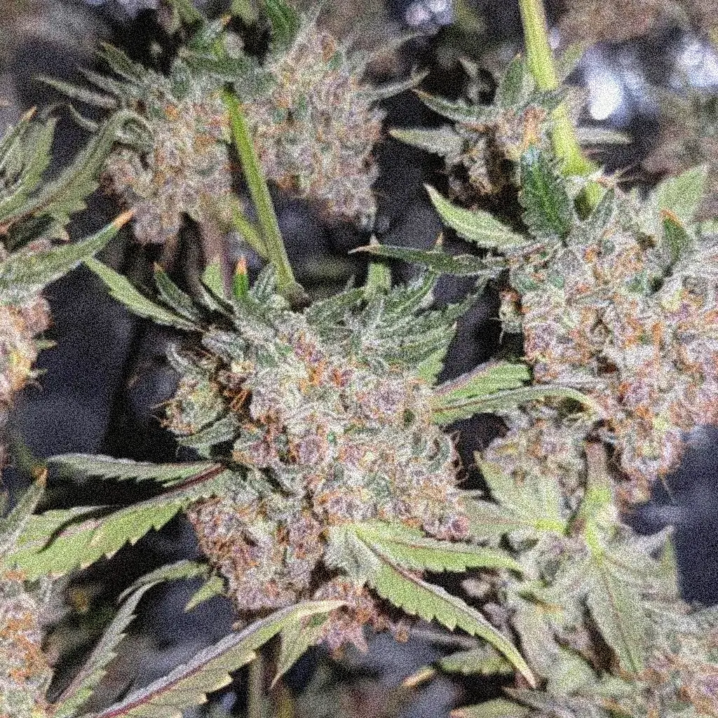 Купить семена Purple Punch OG Fast насіння канабісу