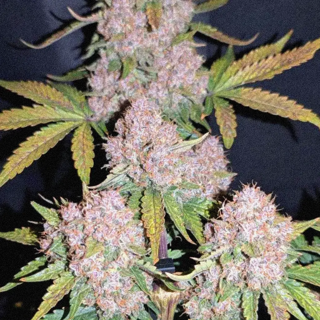 Purple Punch OG Fast семена каннабиса