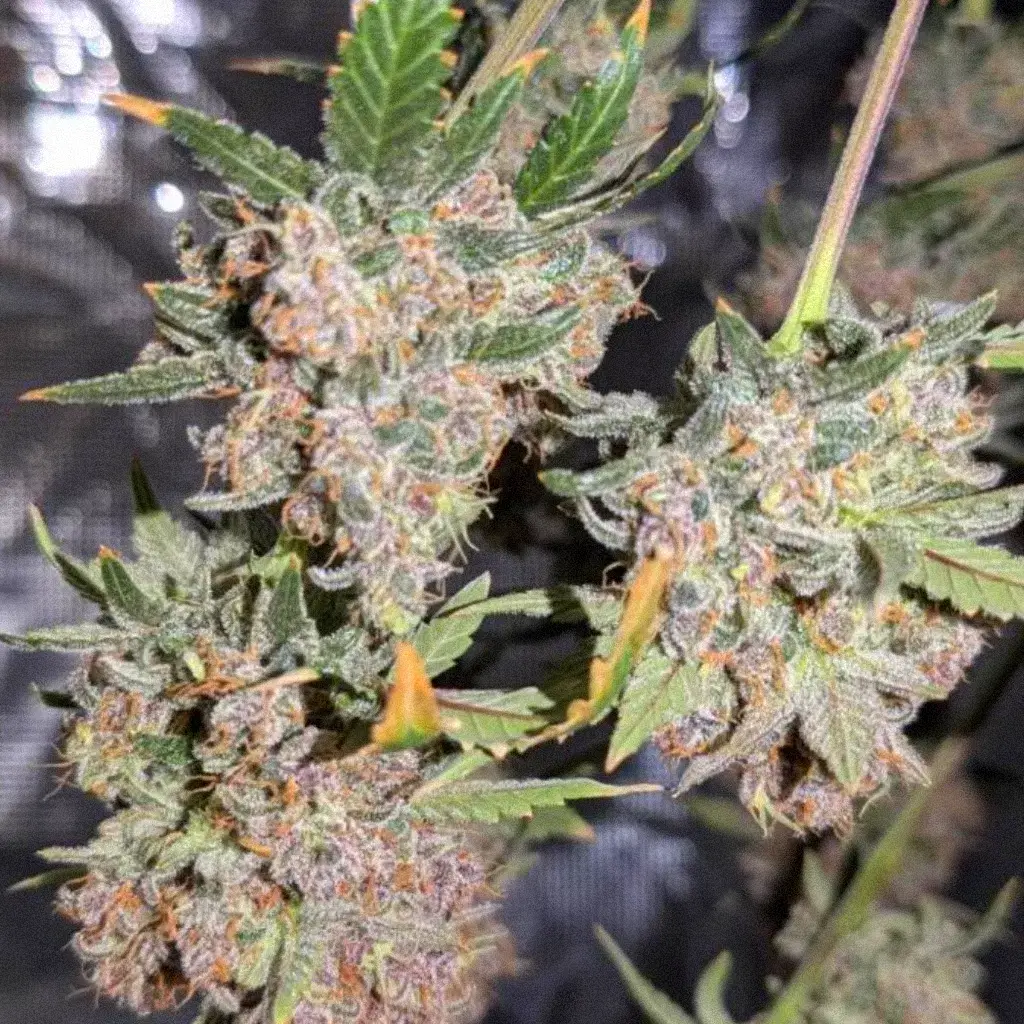 Purple Punch OG Fast сорт конопли семена