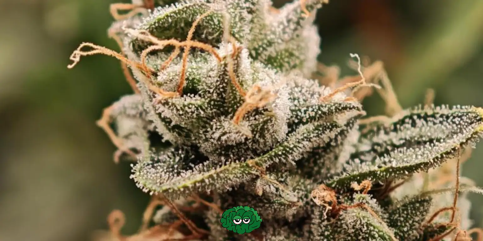 канабіс на гідропоніці - гідропон що це