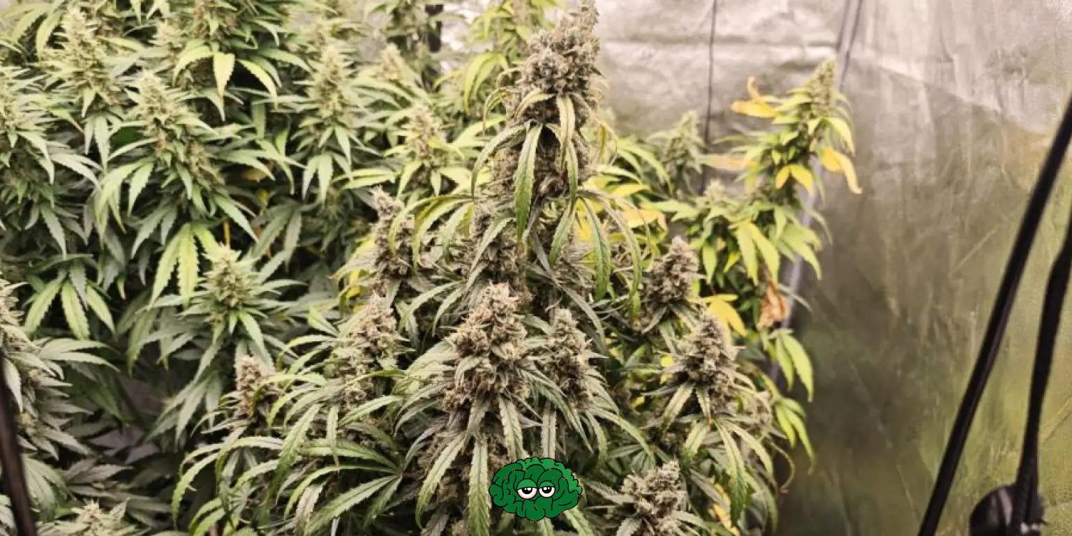 все про гідропон