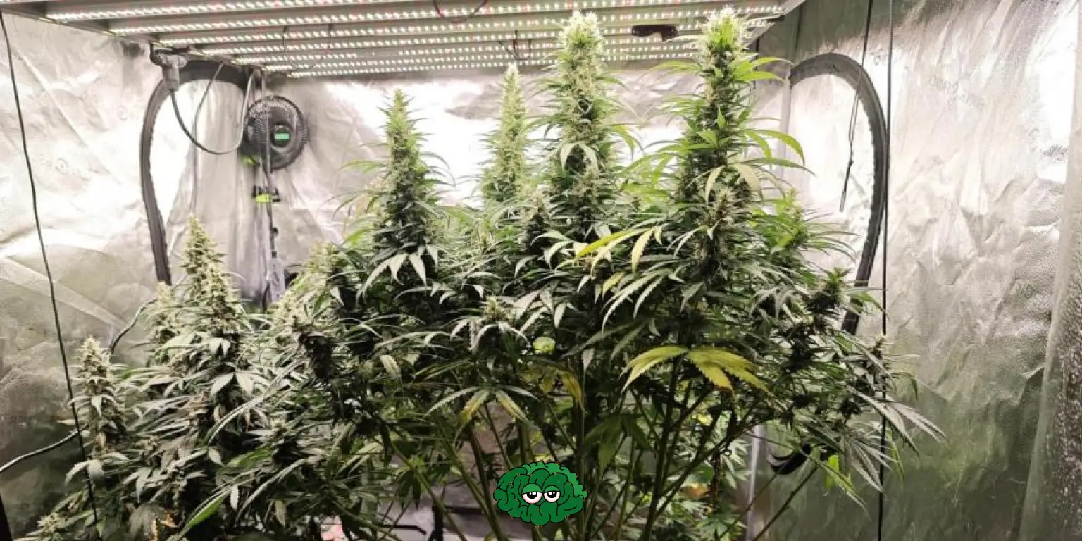 Гідропоніка для канабісу