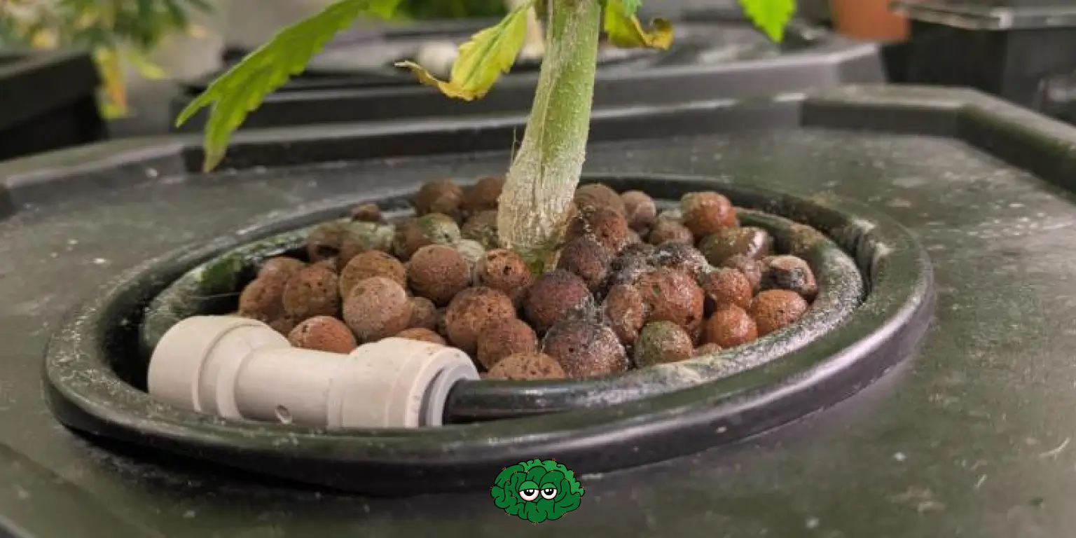 Як працює гідропон