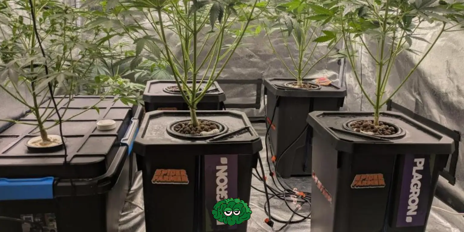 Субстрати в гідропониці