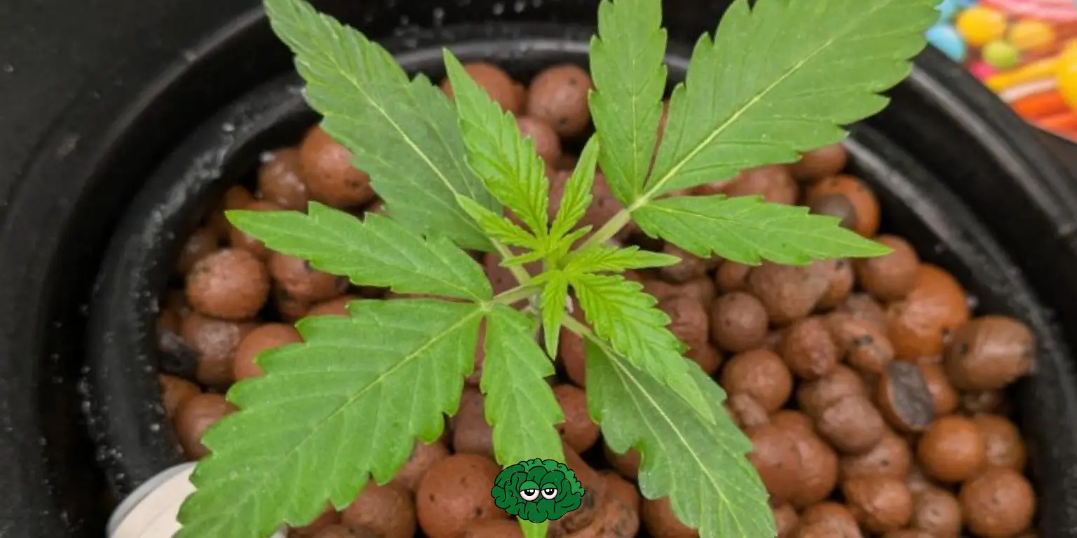 Гідропоніка це