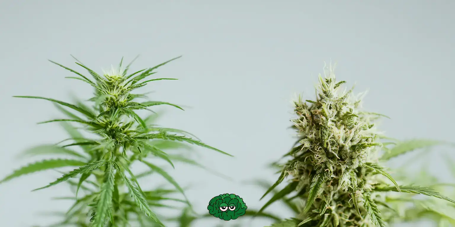 відмінності між технічною коноплею та медичним канабісом