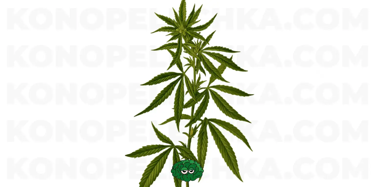Технічна конопля це