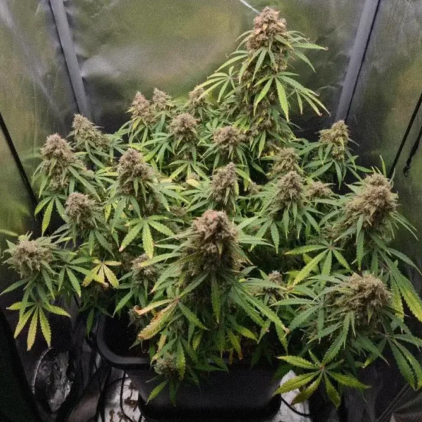 Bubble Haze Fast – купити насіння коноплі | Швидкоквітучі