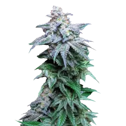 Cinderella Auto