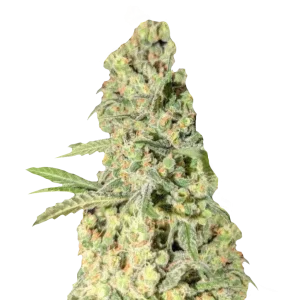 cream 47 сорт коноплі