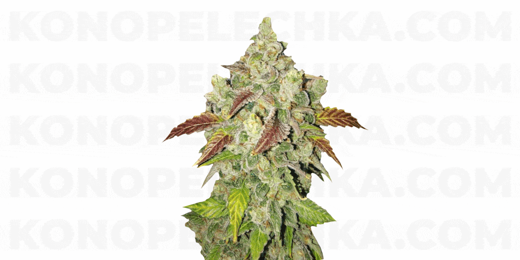 феменізоване насіння коноплі в Україні