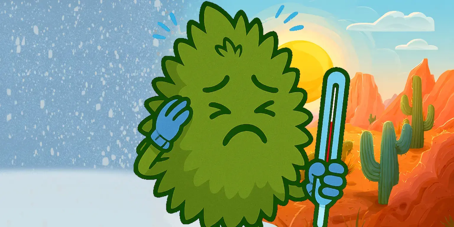 Температура для коноплі - мінімум та максимум градусів для канабісу