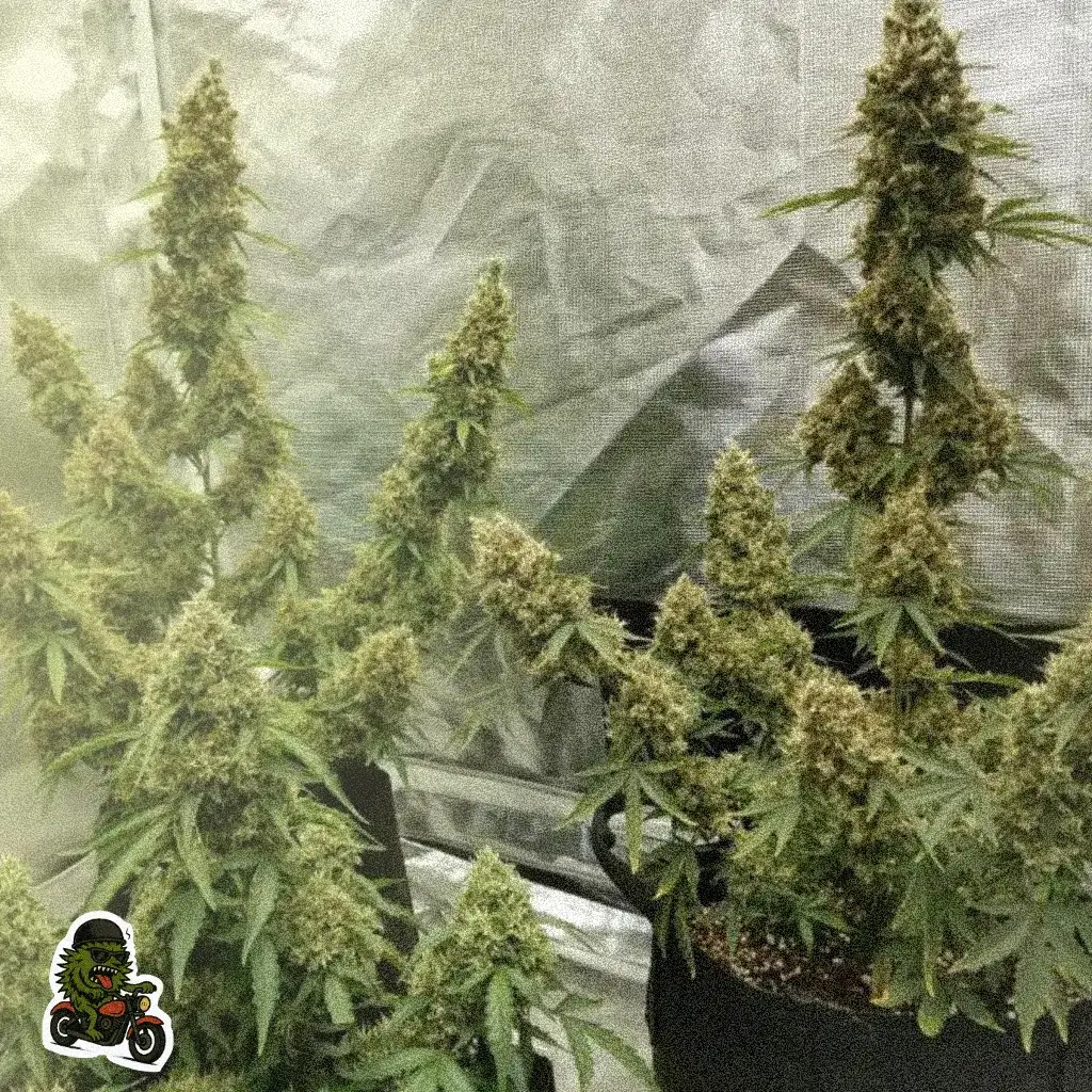 Wild G Fast насіння коноплі