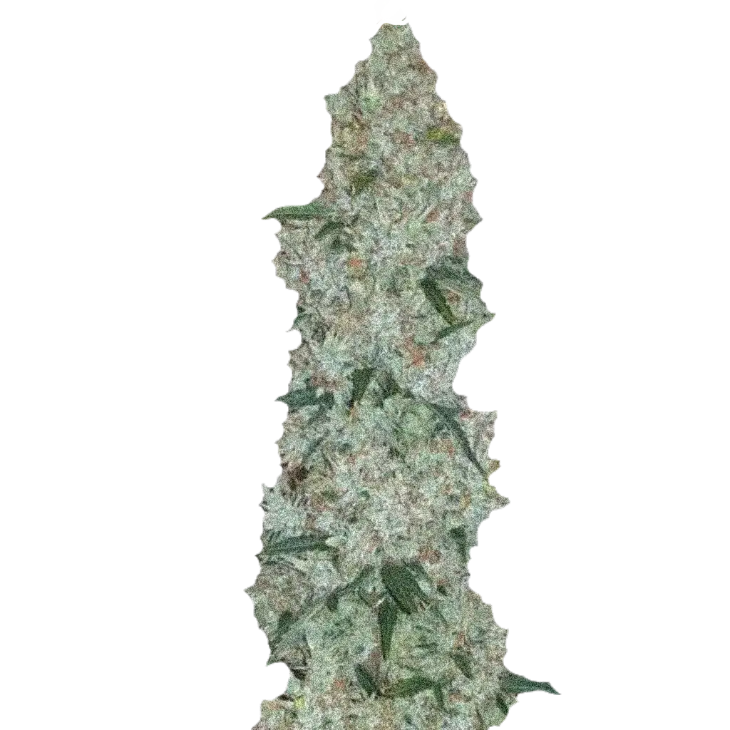 насіння коноплі Wild G Fast