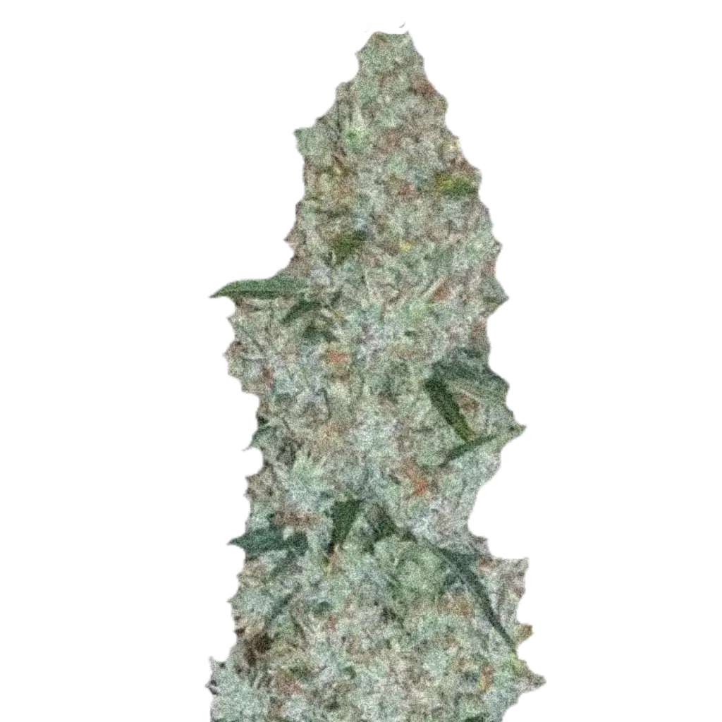 Wild G Fast насіння канабісу