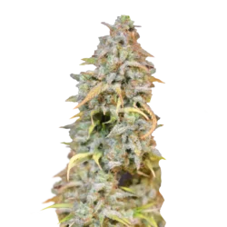 Durban Devil XL Auto