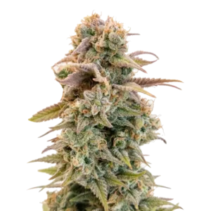 Afghan 1 сорт афганки насіння