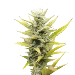 Jack Herer Auto