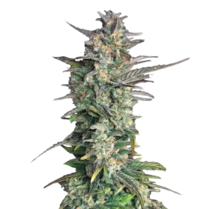 насіння афганки фото фем Mint Afghani