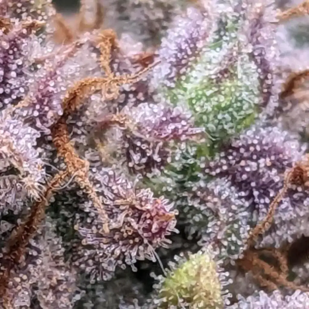 канабіс насіння еліта Strawberry Banana Auto