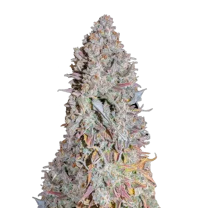 Scarlet Cookies насіння канабісу