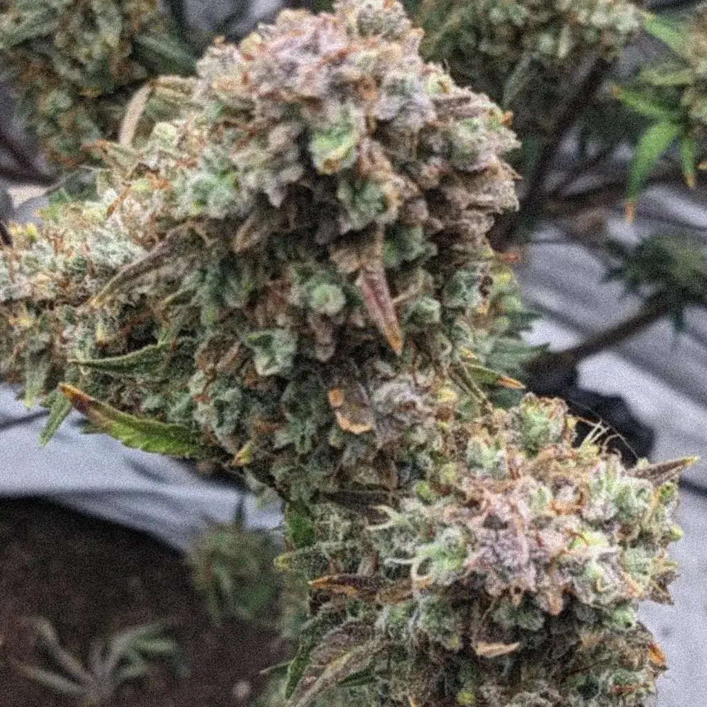 насіння коноплі Strawberry Banana Auto