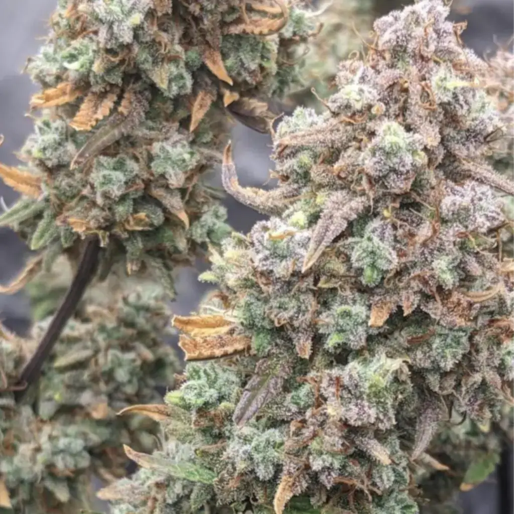 насіння марихуани Strawberry Banana Auto