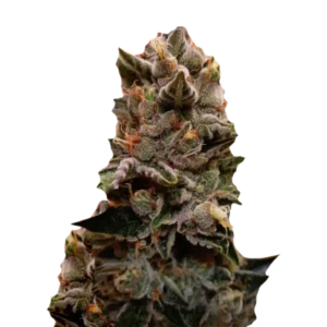 Toffee Pudding Auto насіння канабісу