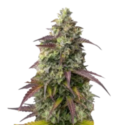 Watermelon Jam Auto