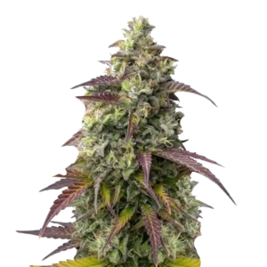 Watermelon Jam Auto сорт насіння канабісу