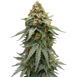 Afghan Punch