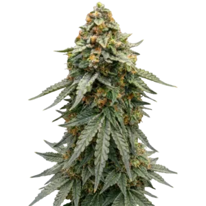 Afghan Punch насіння канабісу фемінізоване потужний гібрид